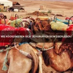 Welche Tiere haben die härtesten Schalen?