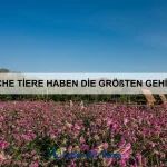 Wie beeinflusst die Nahrungssuche das Verhalten von Tieren?