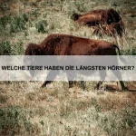 Wie nutzen Tiere ihre Sinne zur Jagd?