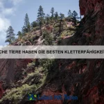 Wie orientieren sich Tiere in dunklen Höhlen?