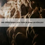 Wie erkennen Tiere den Wechsel der Jahreszeiten?