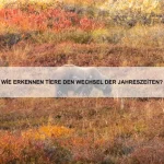 Wie orientieren sich Tiere in dunklen Höhlen?