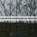 Warum haben einige Tiere besonders dickes Fell?