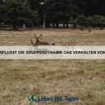 Wie nutzen Tiere Wasser als Waffe?