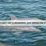 Wie funktioniert das Schwarmverhalten bei Fischen?