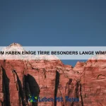 Warum gibt es Tiere mit leuchtenden Augen?