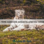 Warum gibt es Tiere mit leuchtenden Augen?