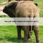 Wie schützen Tiere ihren Nachwuchs vor Feinden?
