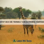 Wie passen sich Tiere an extreme Umweltbedingungen an?