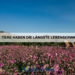 Wie nutzen Tiere ihre Ohren zur Orientierung?