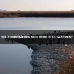 Welche Tiere können unter extremem Sauerstoffmangel überleben?