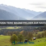 Warum haben einige Insekten leuchtende Körper?