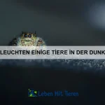 Welche Tiere besitzen eingebaute Waffen?