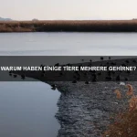 Wie funktioniert die Sprache der Delfine?