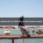 Warum haben einige Tiere mehrere Gehirne?