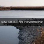 Warum haben einige Tiere eingebaute Schutzschilde?