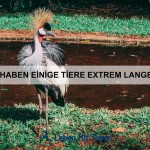 Warum nutzen einige Tiere akustische Täuschungen?