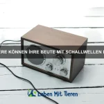 Welche Tiere haben die beeindruckendsten Sinnesorgane?