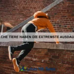Wie kommunizieren Wale über große Entfernungen?