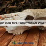 Wie passen sich Tiere an das Leben unter Wasser an?