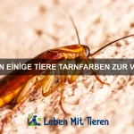 Wie schützen sich Tiere vor natürlichen Feinden?