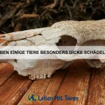 Welche Tiere haben die komplexesten Sozialstrukturen?
