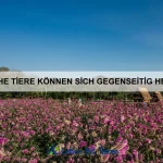 Welche Tiere haben die empfindlichsten Schnurrhaare?