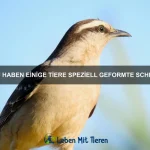 Welche Tiere können sich gegenseitig heilen?
