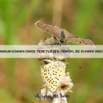Welche Tiere haben die schnellsten Reflexe der Welt?