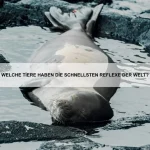Warum können einige Tiere fliegen, obwohl sie schwer sind?