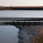 Warum haben einige Tiere spezielle Schwimmtechniken?