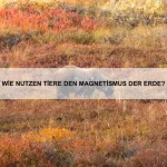 Welche Tiere können lebendige Tarnung nutzen?