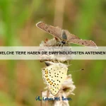 Warum können einige Tiere lange Zeit ohne Bewegung verharren?