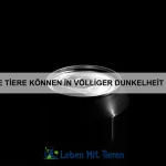 Welche Tiere haben die komplexesten Neststrukturen?