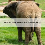 Welche Tiere nutzen ihren Speichel zur Verteidigung?