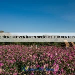 Wie nutzen Tiere Infraschall zur Kommunikation?