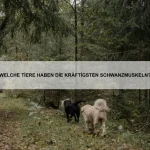 Warum können einige Tiere magnetische Felder wahrnehmen?