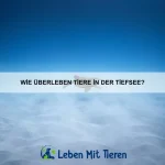 Welche Tiere haben die empfindlichsten Tastsinne?