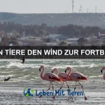 Tiere mit erstaunlichen Tarnfähigkeiten