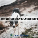 Warum können einige Tiere auf Wasser laufen?