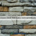 Warum sind einige Tiere Meister der Tarnung?