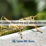 Warum können einige Tiere durch feste Materialien sehen?