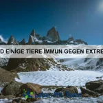 Wie nutzen Tiere Geräusche zur Kommunikation?