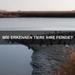 Warum können einige Tiere ihre Farbe in Sekunden ändern?