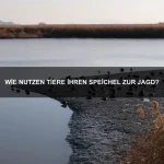 Warum können einige Tiere ihre Farbe in Sekunden ändern?