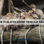 Wie nutzen Tiere ihren Speichel zur Jagd?