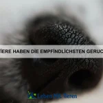 Warum können einige Tiere auf vertikalen Flächen laufen?