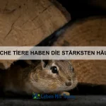 Welche Tiere haben die beeindruckendsten Reflexe?