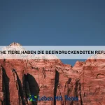 Warum gibt es Tiere mit durchsichtigen Körpern?