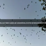 Warum gibt es Tiere mit durchsichtigen Körpern?
